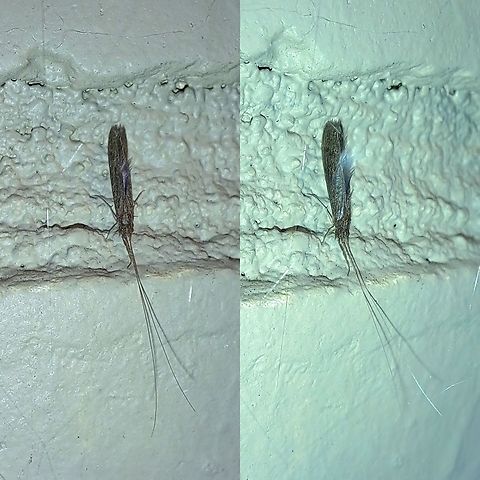 Caddisfly  Caddisfly,Geotagged,Leptoceridae,Trichoptera,United States,long-horned caddisfly