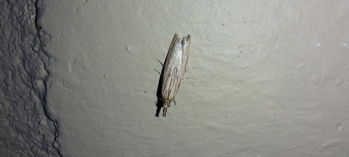 changeable Grass-Veneer  Crambidae,Fissicrambus mutabilis,Geotagged,Lepidoptera,Summer,United States,changeable Grass-Veneer