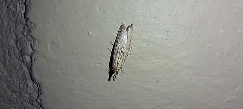 changeable Grass-Veneer  Crambidae,Fissicrambus mutabilis,Geotagged,Lepidoptera,Summer,United States,changeable Grass-Veneer