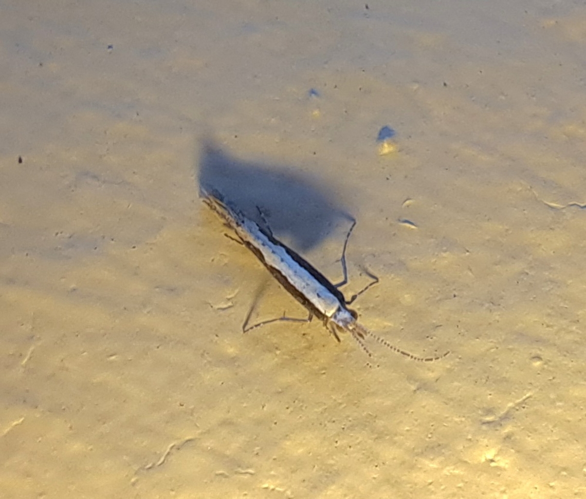 Plutella xylostella Always with the antenna damaged or missing.  Diamondback moth,Geotagged,Lepidoptera,Plutella xylostella,Plutellidae,Summer,United States,diamondback moth