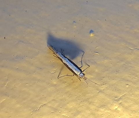 Plutella xylostella Always with the antenna damaged or missing.  Diamondback moth,Geotagged,Lepidoptera,Plutella xylostella,Plutellidae,Summer,United States,diamondback moth