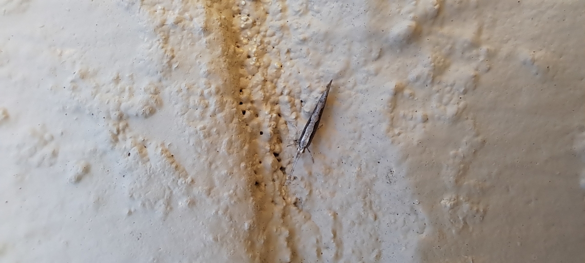 diamondback moth Antennas intact Diamondback moth,Geotagged,Lepidoptera,Plutella xylostella,Plutellidae,Summer,United States,diamondback moth