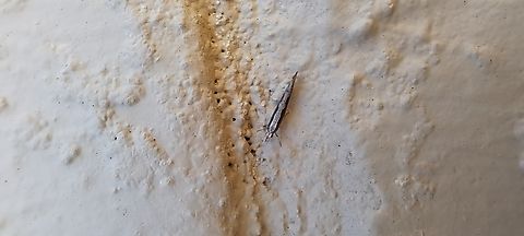 diamondback moth Antennas intact Diamondback moth,Geotagged,Lepidoptera,Plutella xylostella,Plutellidae,Summer,United States,diamondback moth