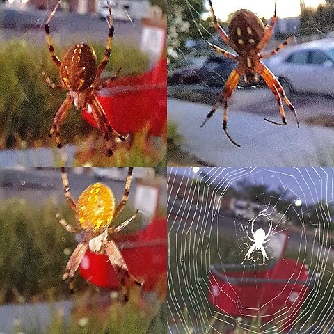 Halloween spider Every year,I try to get pictures of this type of spider.  I was standing in the bushes, trying to get the closest possible.  Araneae,Araneidae,Geotagged,Neoscona oaxacensis,United States,female,western spotted orbweaver