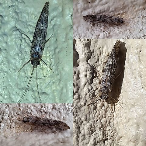 Spotted caddisfly Looks a lot like Hydropsyche occidentalis Geotagged,Hydropsyche,Net-spinning Caddisflies,Trichoptera,United States,caddisfly