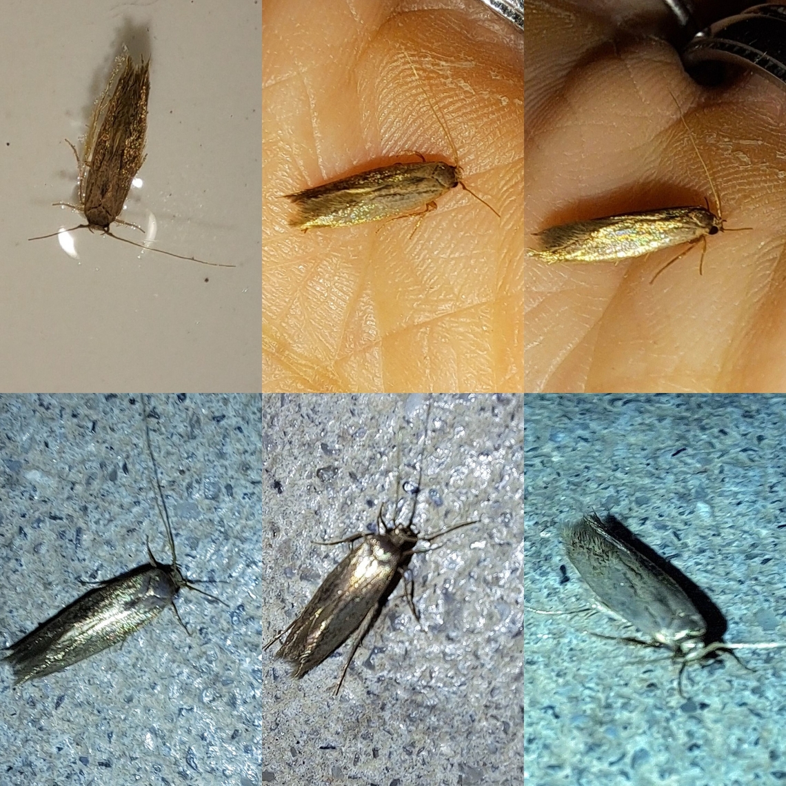 Saved from drowning  Geotagged,Lepidoptera,Opogona sacchari,Tineidae,United States,banana moth