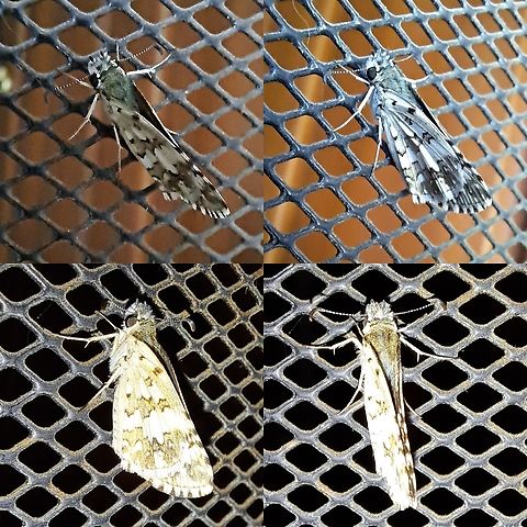 Moth on the screen  Burnsius communis,Common checkered-skipper,Geotagged,Hesperiidae,Lepidoptera,United States,common checkered-skipper