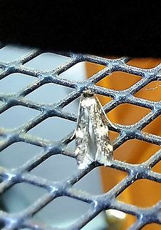 Four-spotted Yellowneck Moth  Autostichidae,Four-spotted Yellowneck,Four-spotted Yellowneck Moth,Geotagged,Lepidoptera,Oegoconia novimundi,Summer,United States