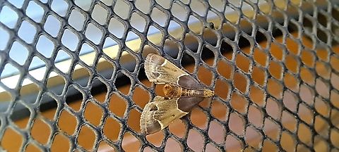 meal moth  Geotagged,Meal moth,Pyralidae,Pyralis,Pyralis farinalis,Summer,United States,meal moth