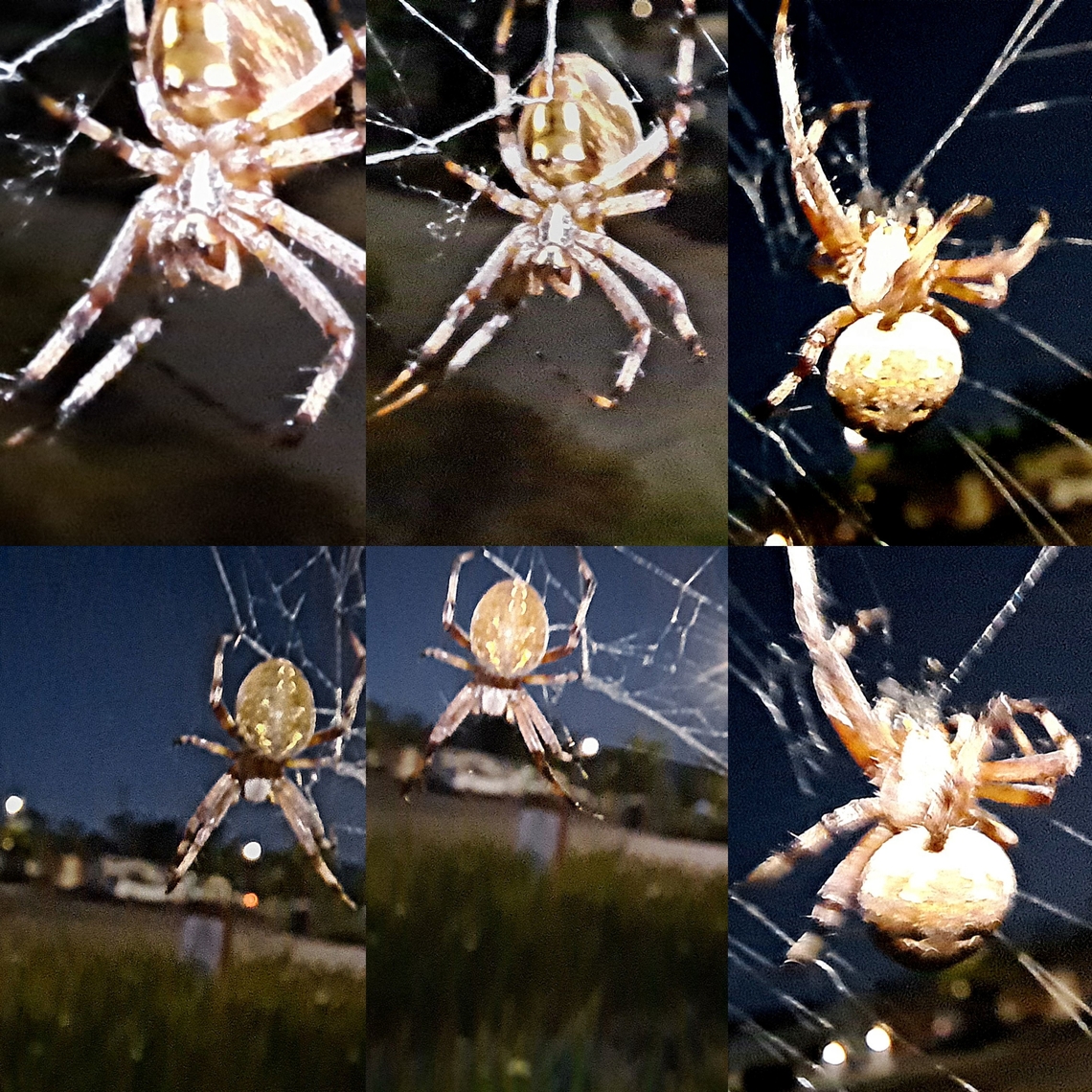 western spotted orbweaver A little better picture this morning.  There was a breeze though. Araneae,Araneidae,Geotagged,Neoscona oaxacensis,United States,Western Spotted Orbweaver,female,western spotted orbweaver