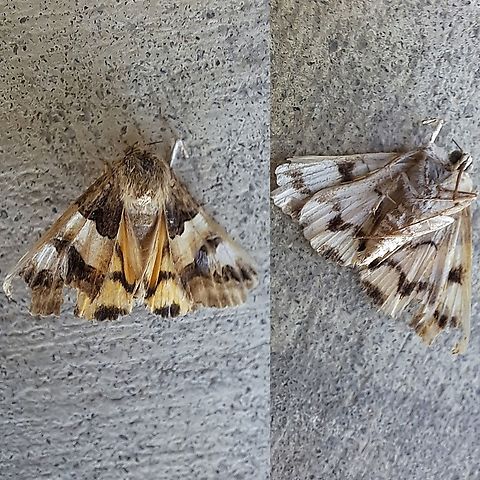 A faded version of a Drasteria divergens Cleaning out a porch light. Found this moth. Not sure how long it's been in there. Faded by heat and light. Drasteria,Drasteria divergens,Erebinae,Geotagged,Lepidoptera,Noctuidae,Owlet moths,United States
