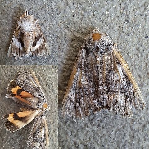 Another specimen from the porch light  Catocala,Catocala ilia,Geotagged,Lepidoptera,Noctuidae,United States,ilia underwing