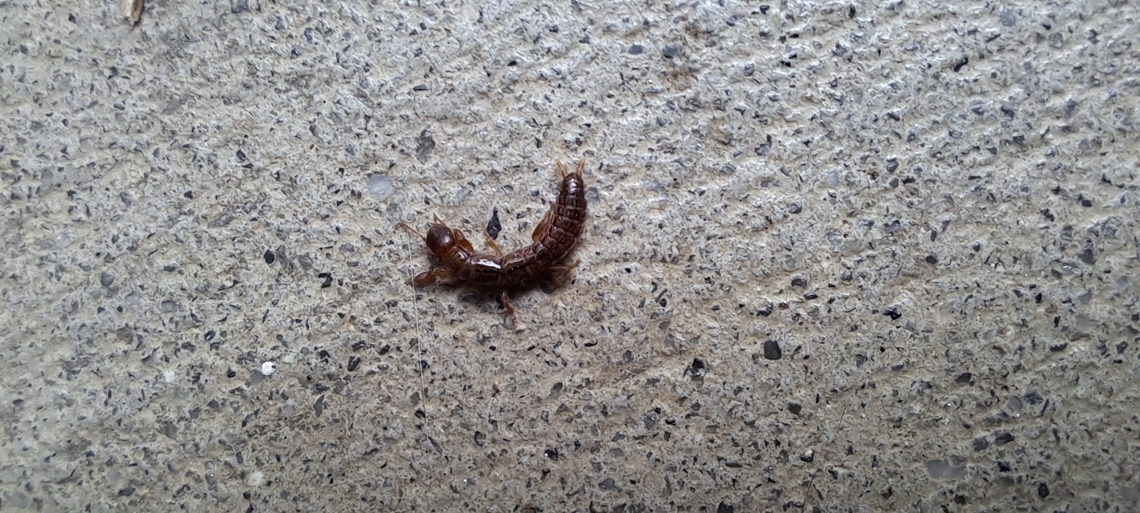 black Webspinner  Black Webspinner,Embioptera,Geotagged,Oligotoma,Oligotoma nigra,Oligotomidae,Summer,United States,black Webspinner,female