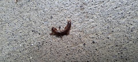 black Webspinner  Black Webspinner,Embioptera,Geotagged,Oligotoma,Oligotoma nigra,Oligotomidae,Summer,United States,black Webspinner,female