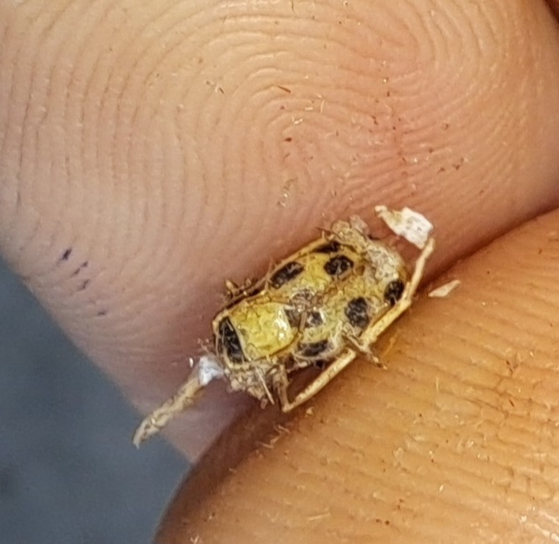 Missing head Found in the light. Chrysomelidae,Coleoptera,Diabrotica,Diabrotica undecimpunctata,Geotagged,Spotted cucumber beetle,Summer,United States,spotted Cucumber Beetle