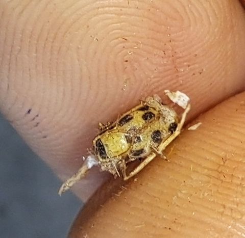 Missing head Found in the light. Chrysomelidae,Coleoptera,Diabrotica,Diabrotica undecimpunctata,Geotagged,Spotted cucumber beetle,Summer,United States,spotted Cucumber Beetle