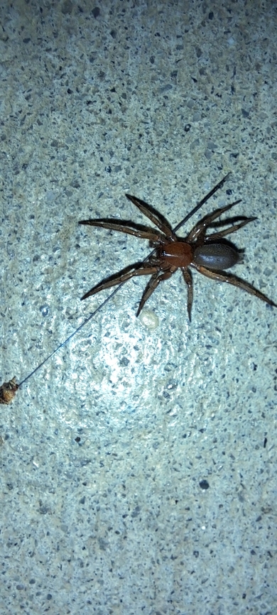 Male Scotophaeus blackwalli  Araneae,Geotagged,Gnaphosidae,Mouse Spider,Scotophaeus,Scotophaeus blackwalli,Summer,United States,mouse spider