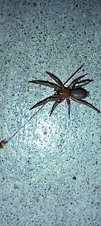 Male Scotophaeus blackwalli  Araneae,Geotagged,Gnaphosidae,Mouse Spider,Scotophaeus,Scotophaeus blackwalli,Summer,United States,mouse spider