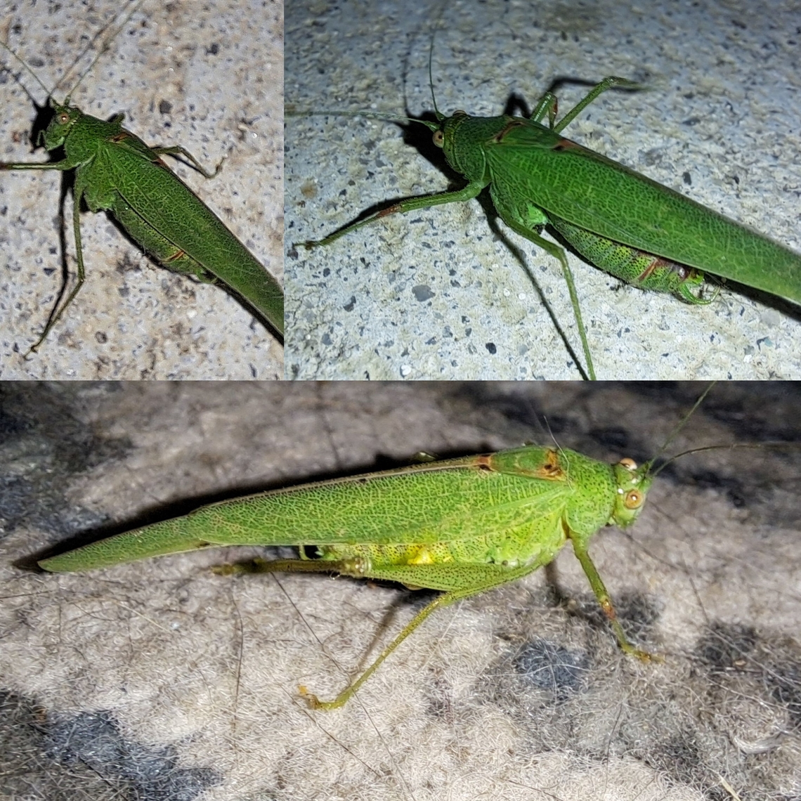 southern sickle bush-cricket Still was there in the morning.  Back legs were missing.  The cat as always.  Geotagged,Male,Mediterranean Katydid,Mediterranean katydid,Orthoptera,Phaneroptera,Phaneroptera nana,Phaneropterini,Tettigoniidae,United States,southern sickle bush-cricket