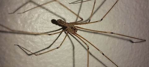 long-bodied cellar spider  Araneae,Geotagged,Pholcidae,Pholcus phalangioides,Summer,United States,long-bodied cellar spider