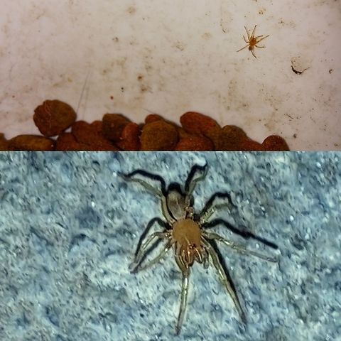Spiderling vs.cat food Up close bottom picture.  Araneae,Dysdera,Dysdera crocata,Dysderidae,Geotagged,United States,Woodlouse spider,woodlouse Spider