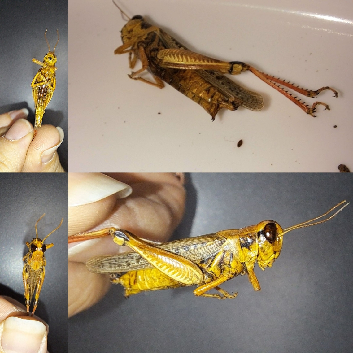 Random grasshopper found in bucket at work This might actually came from Oregon.  Our freight used to come from Tracy before the store changed carriers. The placard said Lebanon,Oregon. It ended up dececated here.  Acrididae,Geotagged,Melanoplus femurrubrum,Orthoptera,Red-legged grasshopper,United States