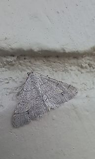 Speckled geometer moth  Geometer moth,Geotagged,Lepidoptera,Summer,United States,moth