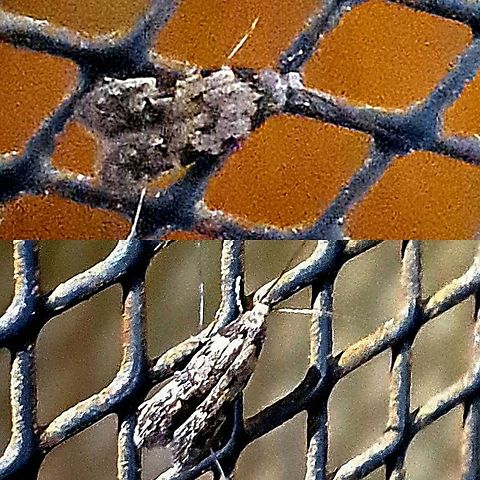 Moth  Geotagged,Lepidoptera,United States,moth