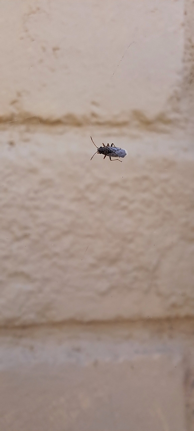 false chinch bug floating on a web  False chinch bug,Geotagged,Long stink bug,Lygaeidae,Nysius raphanus,Summer,United States,false chinch bug