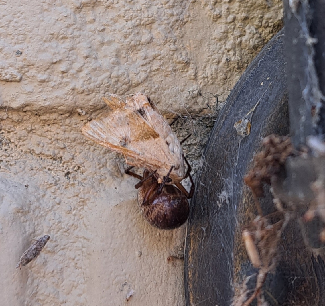 Female noble false widow eating dinner Faded wings. Araneae,Eublemma minima,Geotagged,Noble False Widow,Noctuidae,Owlet moths,Steatoda nobilis,Summer,Theridiidae,United States,eublemma