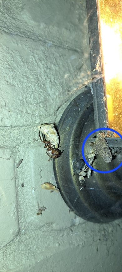 It must have flown away after this picture I was more focused on what the spider was having.  Geotagged,Lepidoptera,Noble False Widow,Noctuidae,Owlet moths,Steatoda nobilis,Summer,United States,noble false widow