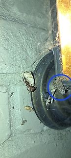 It must have flown away after this picture I was more focused on what the spider was having.  Geotagged,Lepidoptera,Noble False Widow,Noctuidae,Owlet moths,Steatoda nobilis,Summer,United States,noble false widow