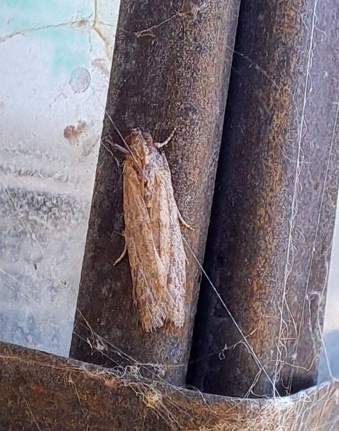 Moth un the danger zone Spider near by. Geotagged,Lepidoptera,Moth,Summer,United States