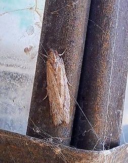 Moth un the danger zone Spider near by. Geotagged,Lepidoptera,Moth,Summer,United States