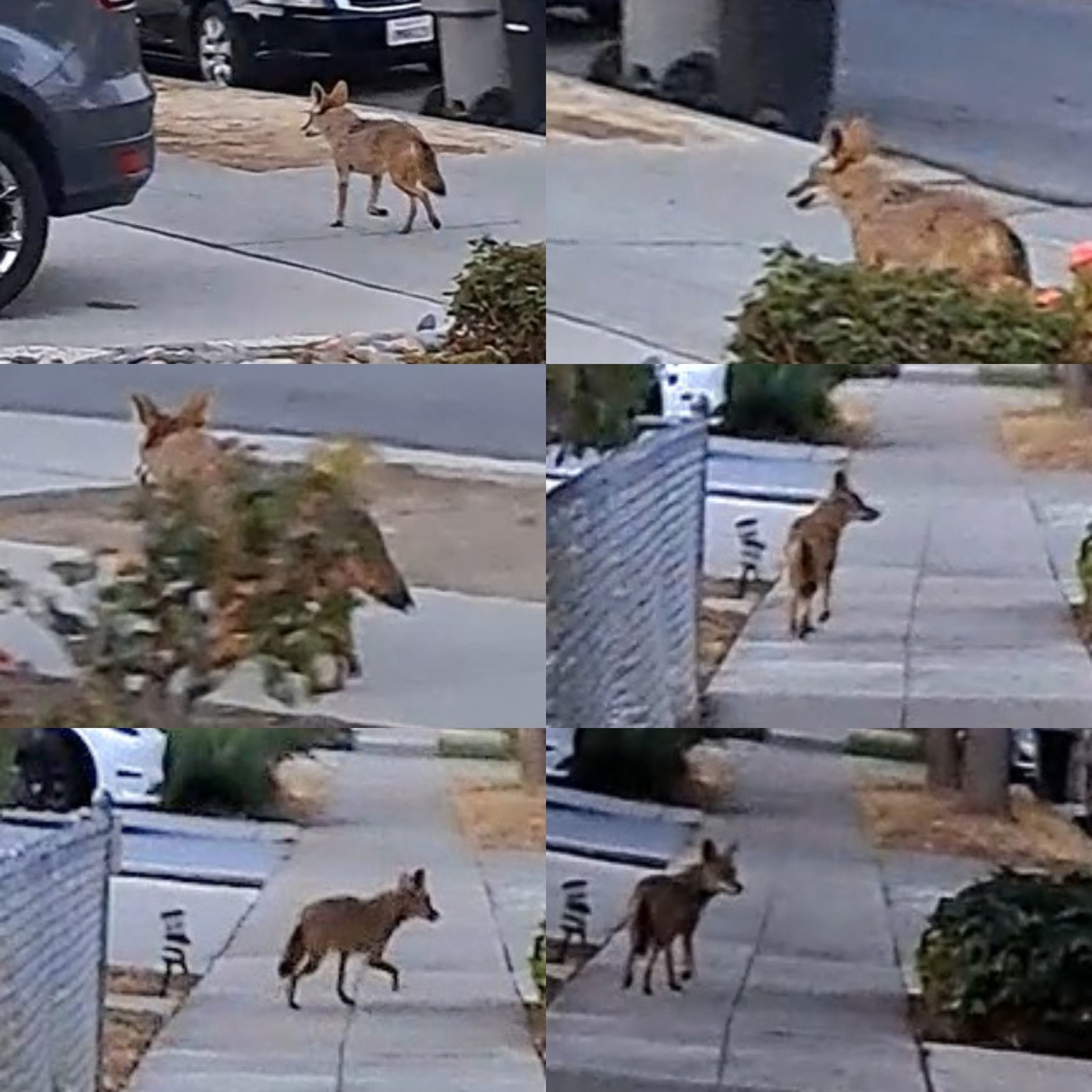 Coyote It was going towards the neighbor's cat. I was so stunned seeing it. Never seen one in person. Was right in front of me. I had a hard time getting my phone to record. Morning quality is a little grainy.  Canidae,Canis,Canis latrans,Carnivora,Coyote,Geotagged,United States,coyote