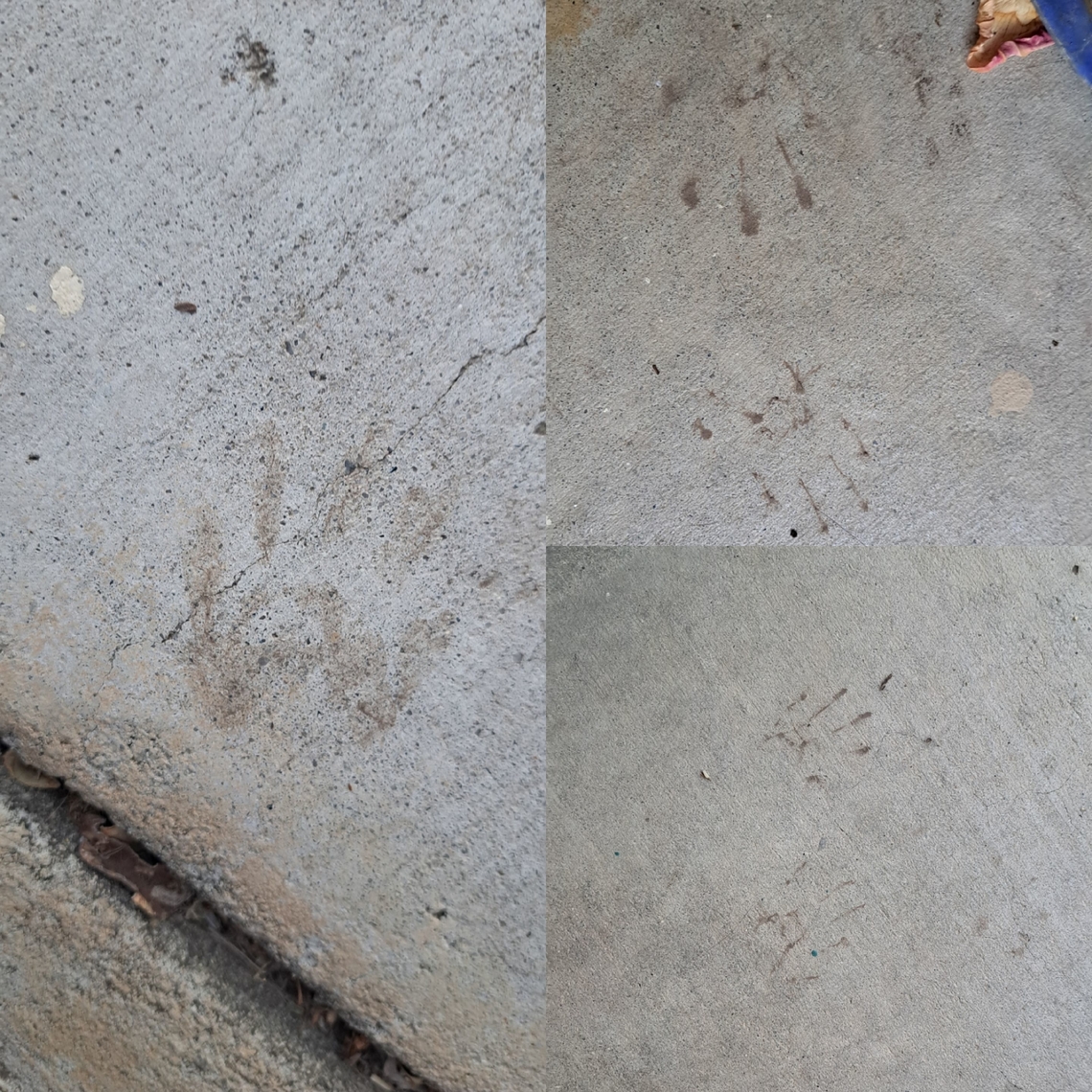 Skunk tracks From August.  Got into the cat&#039;s water bowl. Geotagged,Mephitidae,Mephitis mephitis,Striped skunk,Tracks,United States