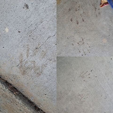 Skunk tracks From August.  Got into the cat's water bowl. Geotagged,Mephitidae,Mephitis mephitis,Striped skunk,Tracks,United States