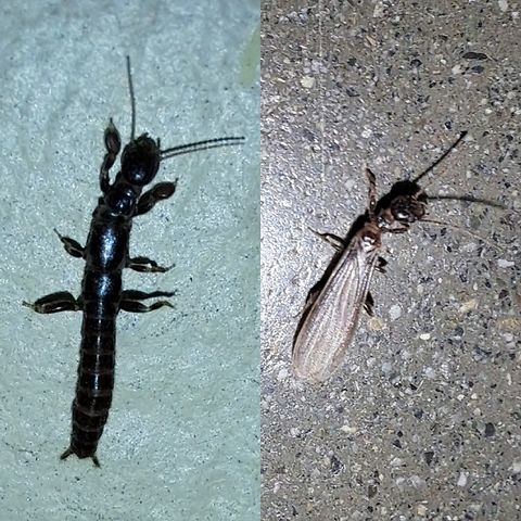 black Webspinner Female on the left. Found at home. Male on the right.  Found at work.  Black Webspinner,Embioptera,Geotagged,Oligotoma,Oligotoma nigra,Oligotomidae,United States,black Webspinner,female,male
