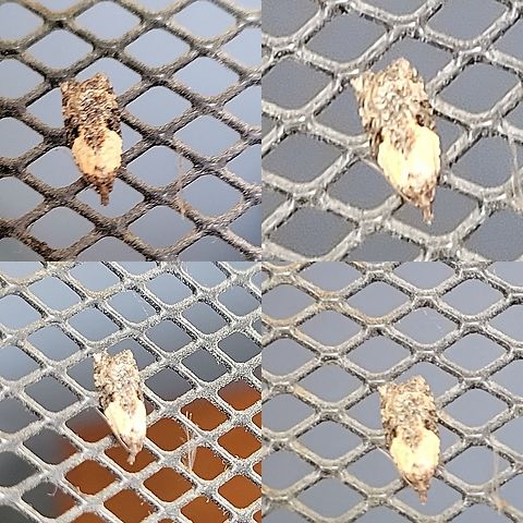 Acleris  Acleris,Geotagged,Lepidoptera,Tortricidae,United States