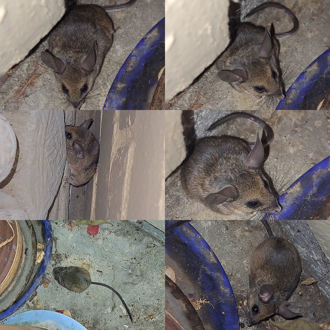 Found behind a lion statue I heard vibrations. The cat, of course, was hanging around the pots and statue. I thought it was a flying bug. It turned out to be this mouse. It ended up going back and forth between those areas and the bushes. The cat kept running back and forth around it. After a while, I went inside. I suppose it lived for two reasons: it wasn't bestowed as a gift, and she's still searching those areas.<br />
A day later, I guess the mouse returned. So did the cat's grouchy roommate. Two cats with heads in the bush and the grouchy one caught the mouse. California deermouse,Cricetidae,Geotagged,Mouse,Neotominae,Peromyscus californicus,Rodentia,United States
