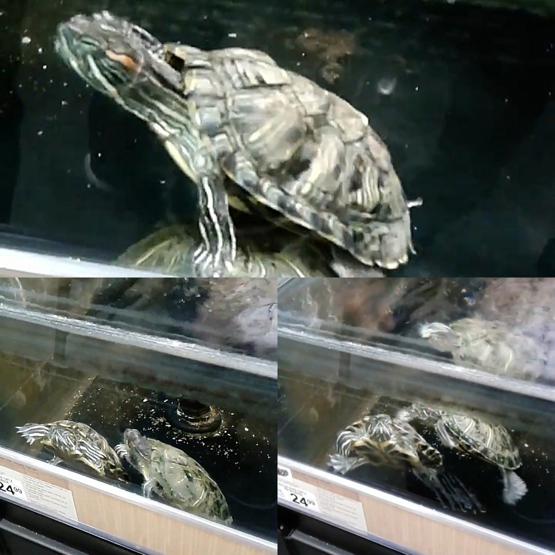 From a pet store Some years ago. Looking at archived Google photos  Geotagged,Red-eared slider,Trachemys scripta elegans,United States,red-eared slider,reptile,turtle