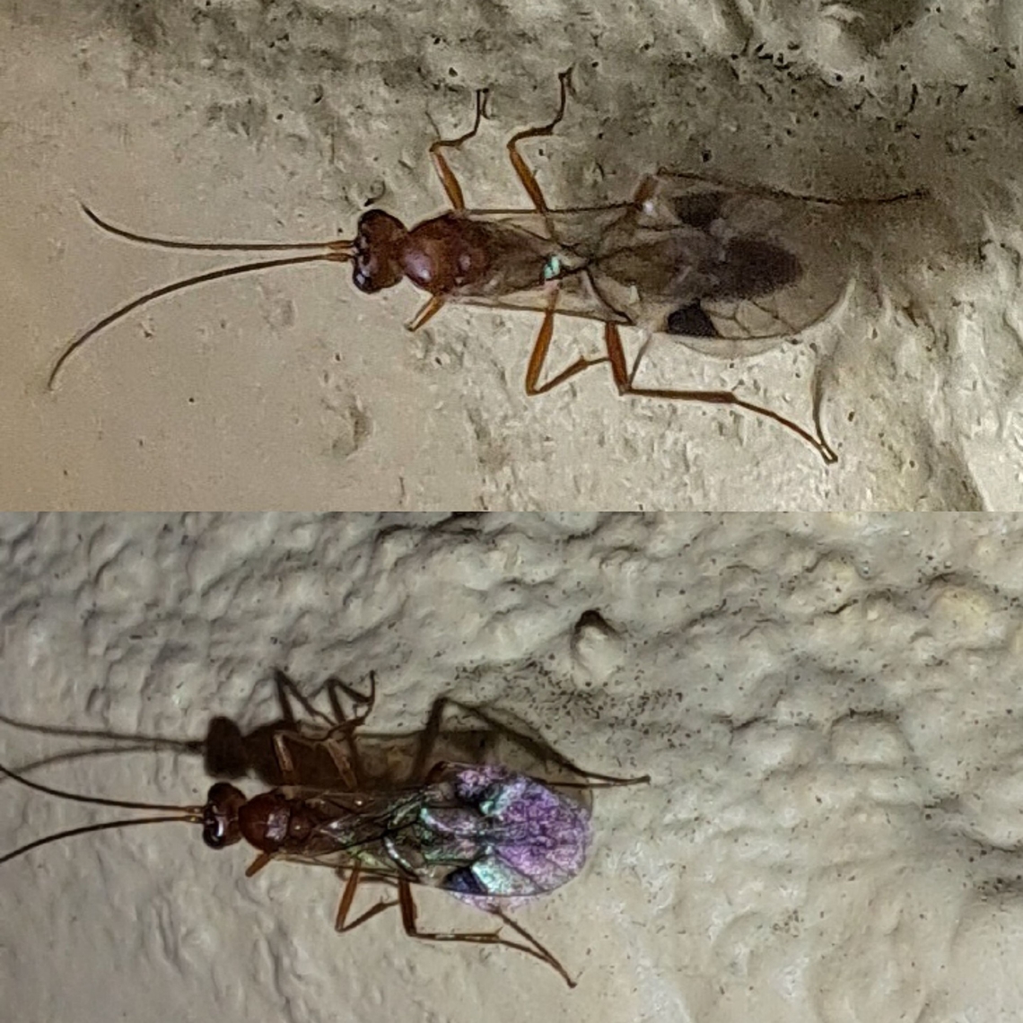 Parasitoid wasp Meteorus ictericus, but I couldn't tell by the coloration.  Plus, I cannot find a wasp with that deep spots on the wings. Geotagged,Hymenoptera ID help,Parasitoid wasp,United States,Wasp