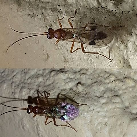 Parasitoid wasp Meteorus ictericus, but I couldn't tell by the coloration.  Plus, I cannot find a wasp with that deep spots on the wings. Geotagged,Hymenoptera ID help,Parasitoid wasp,United States,Wasp