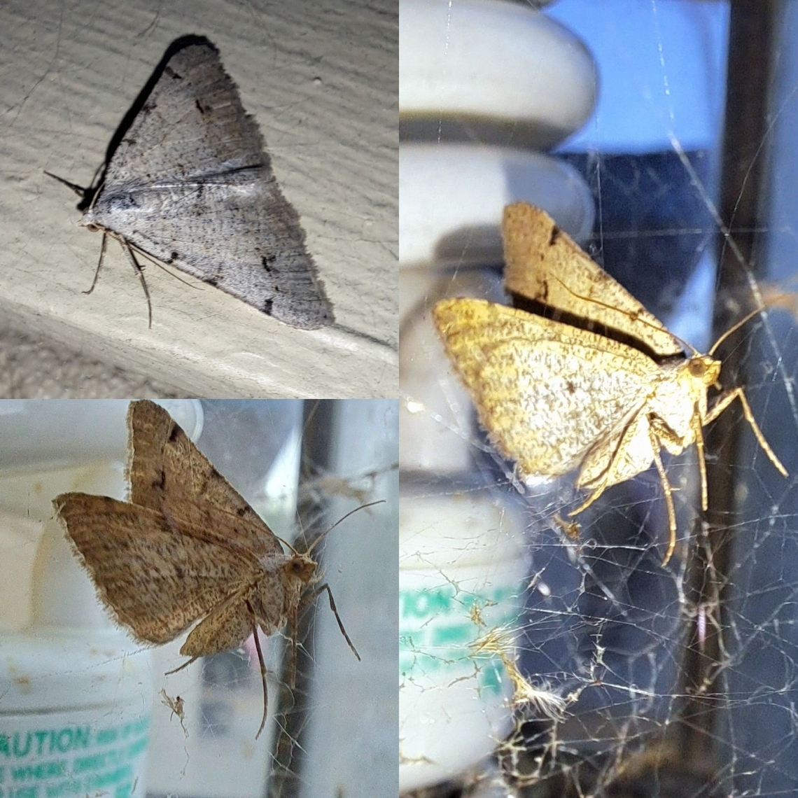 Stuck in a spider web It got freed. Creosote Moth,Creosote moth,Digrammia colorata,Geometridae,Geotagged,Lepidoptera,United States,geometrid