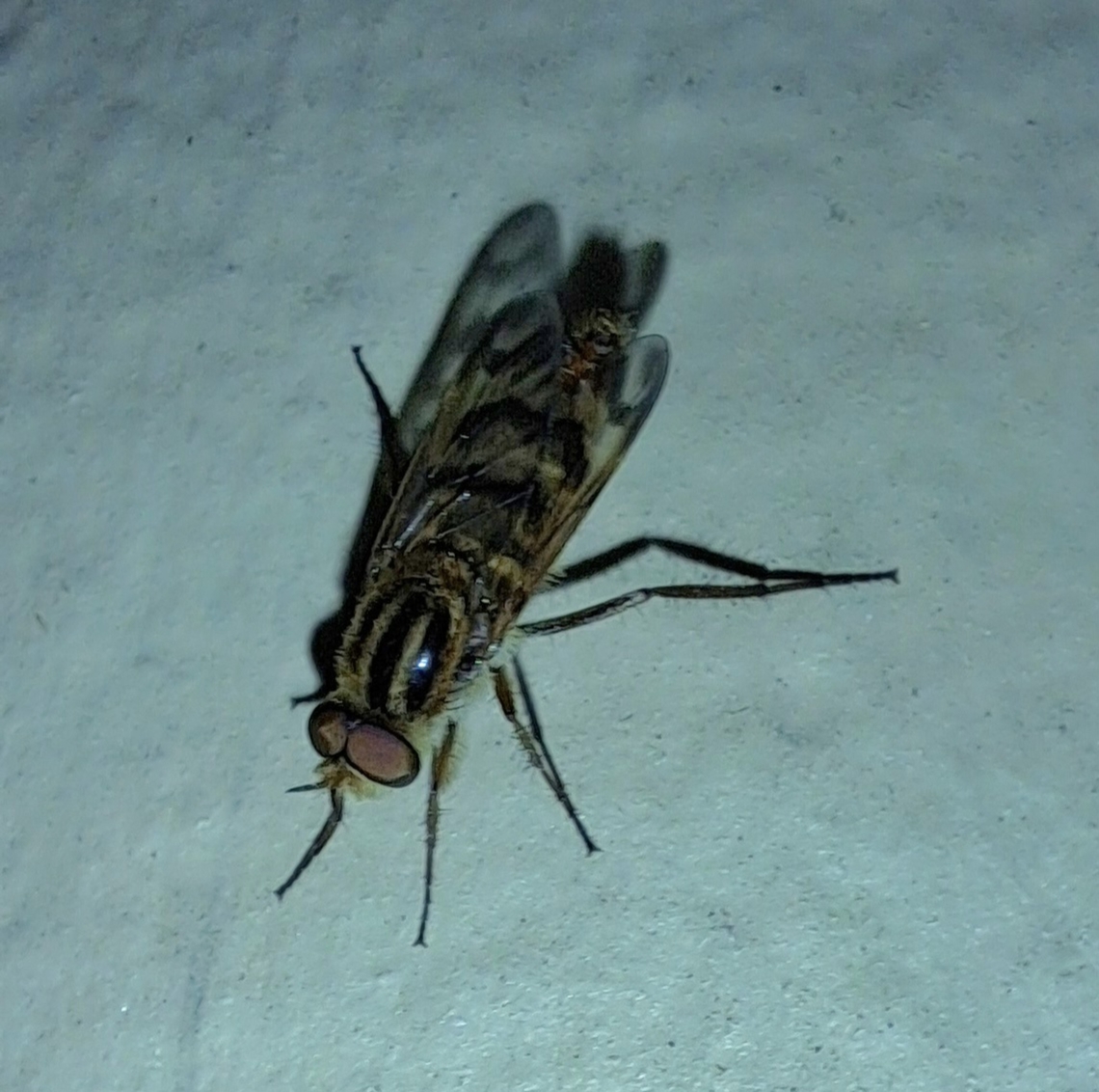 Thank goodness it's a male.  Diptera,Fall,Geotagged,Male,Thereva fucata,Therevidae,United States,stilletto fly