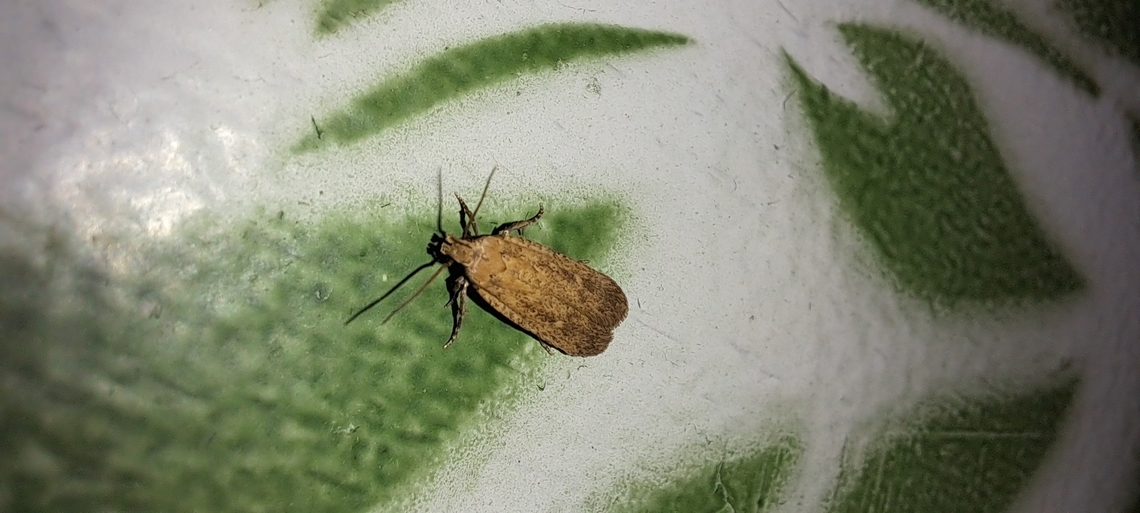 Found at work  Depressaria,Depressariinae,Fall,Geotagged,Lepidoptera,United States