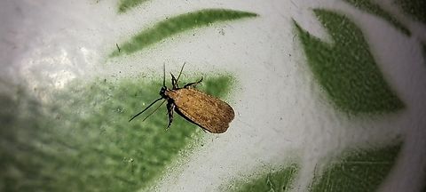 Found at work  Depressaria,Depressariinae,Fall,Geotagged,Lepidoptera,United States