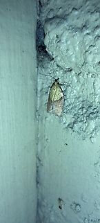 Epiphyas postvittana  Epiphyas,Epiphyas postvittana,Fall,Geotagged,Light brown apple moth,Male,Tortricidae,United States