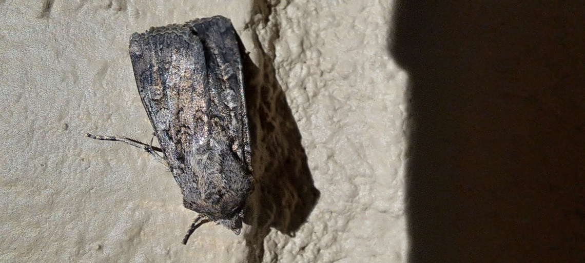 It looks like a garden dart Miller's moth second spot looks different  Fall,Geotagged,Lepidoptera,United States