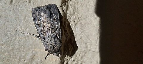 It looks like a garden dart Miller's moth second spot looks different  Fall,Geotagged,Lepidoptera,United States